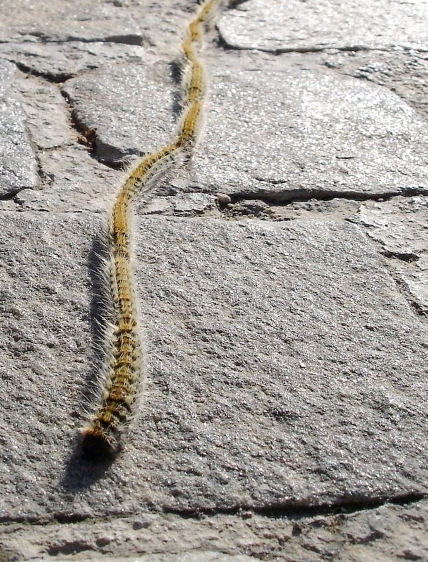 Pine processionary caterpillars - be ware! At home we have Oak processionary caterpillars, apparently the pine-loving variety is already quite troublesome in Portugal much earlier in the year.  Image source: [Wikipedia](https://en.wikipedia.org/wiki/Pine_processionary)