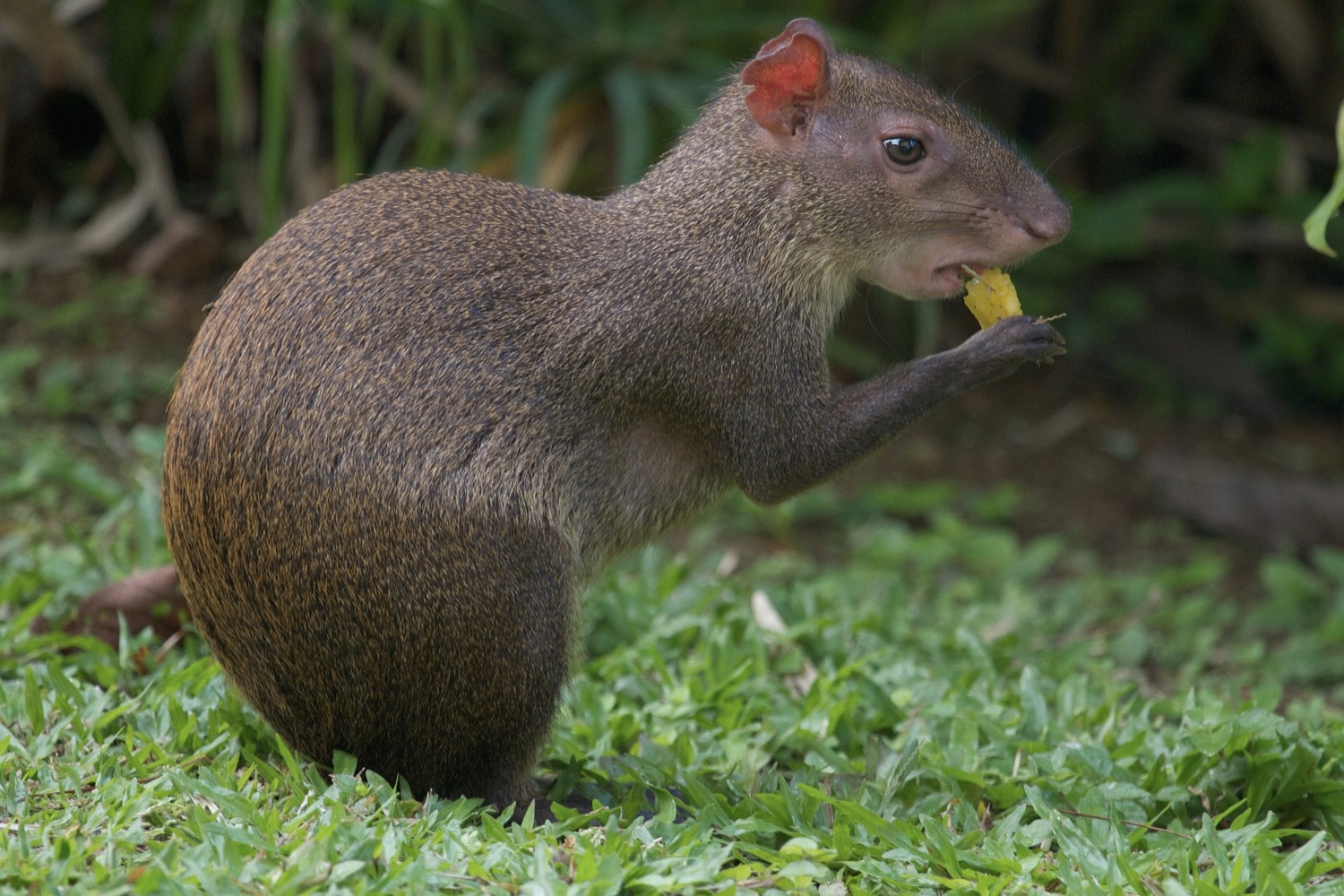 This is an *Agouti*, a small rodent native to Middle and South America. It’s also the name of a [web driver that framework in Go](https://agouti.org/) that I used to do website scraping. Image Source: [wikipedia](https://en.wikipedia.org/wiki/Agouti)