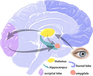 Amygdala hijack - a threat response to an emotional stimulus.